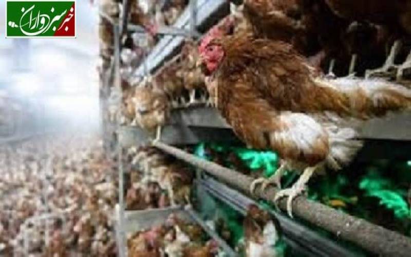 بیماری آنفلونزای فوق حاد پرندگان در کمین است